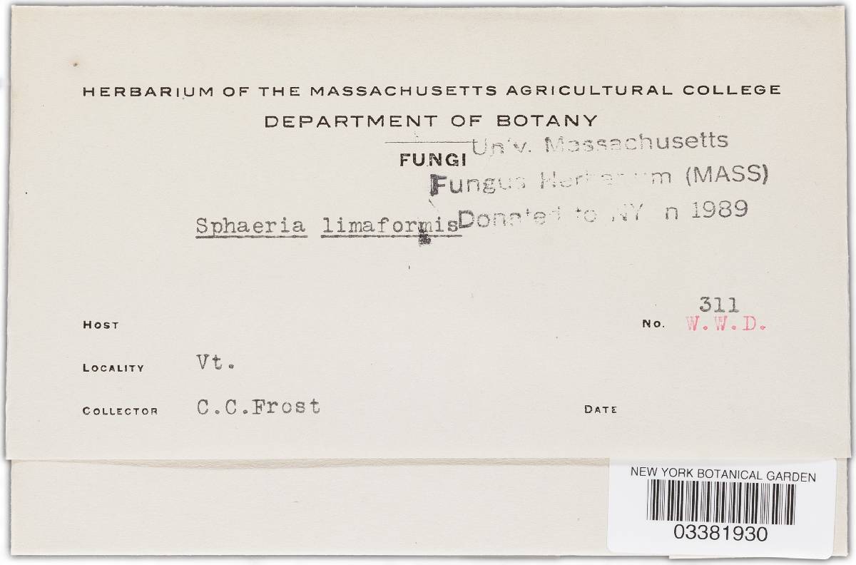 Sphaeria limaeformis image