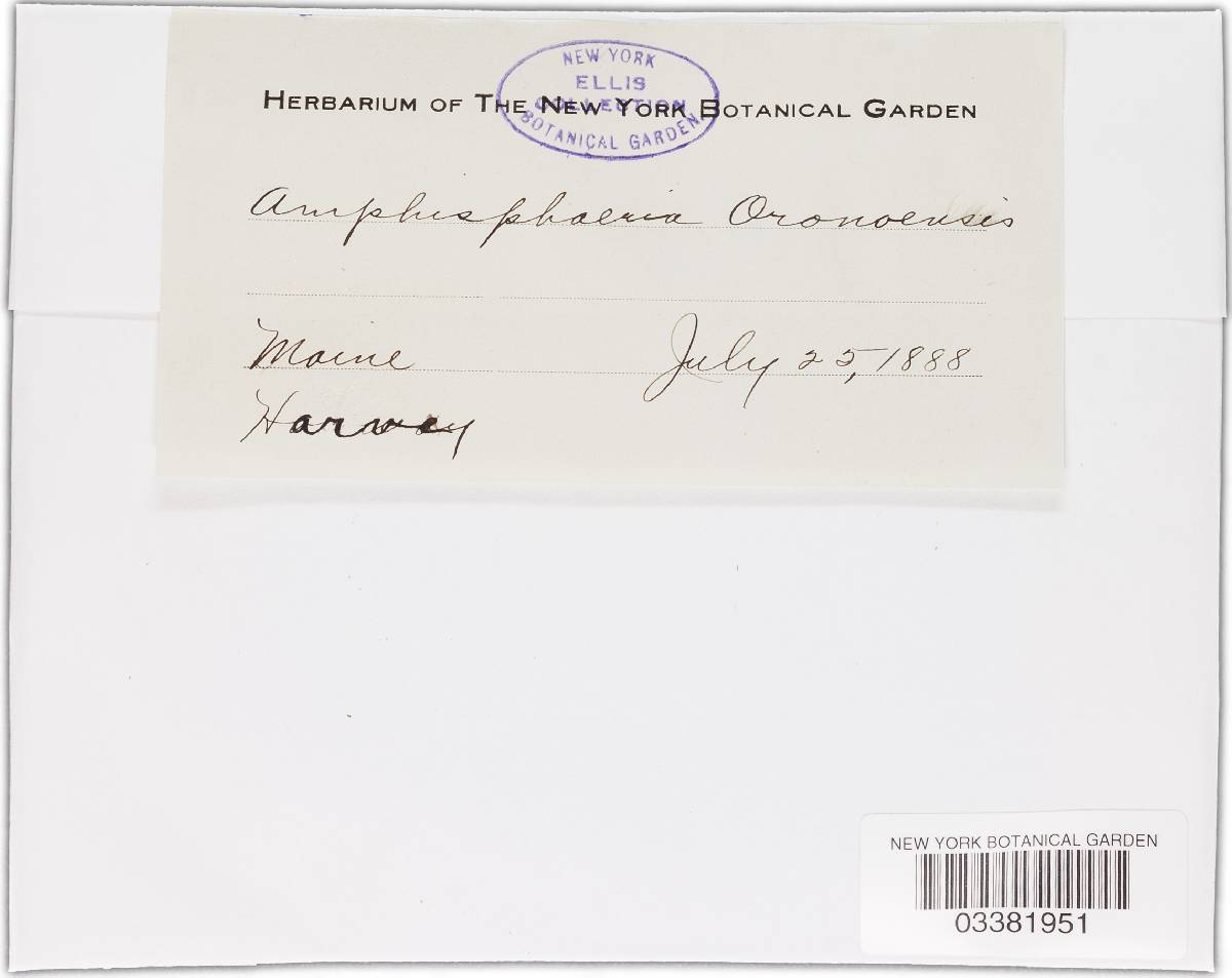 Amphisphaeria oronoensis image