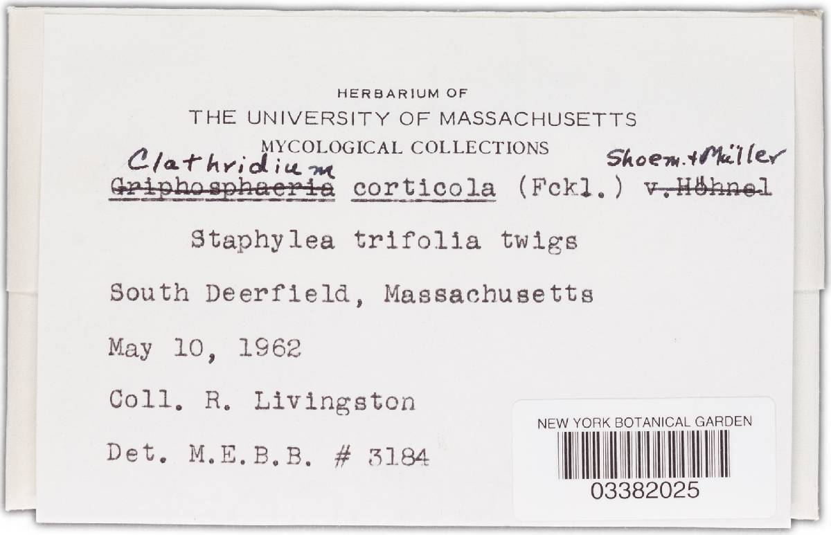 Discostroma corticola image