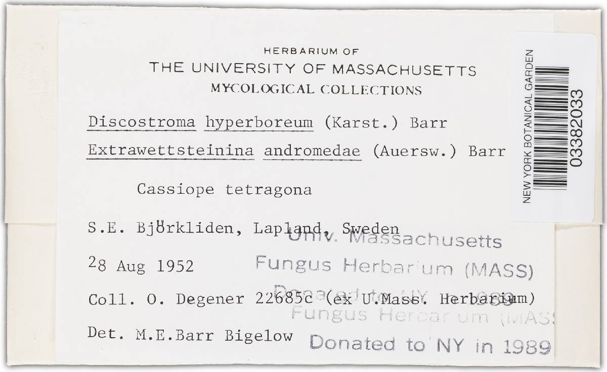 Discostroma hyperboreum image