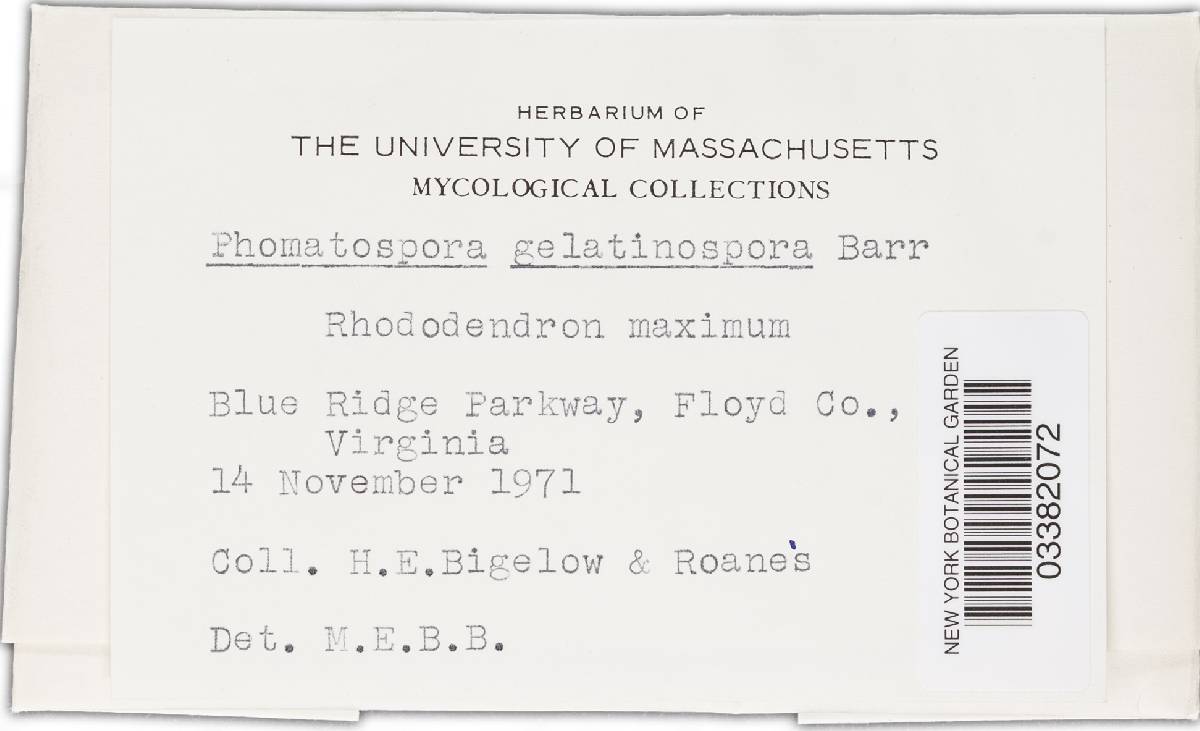 Phomatospora gelatinospora image