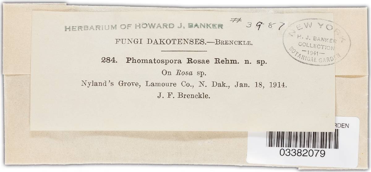 Phomatospora rosae image