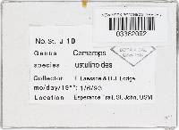 Camarops ustulinoides image
