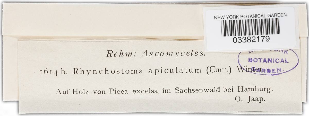 Apiorhynchostoma curreyi image