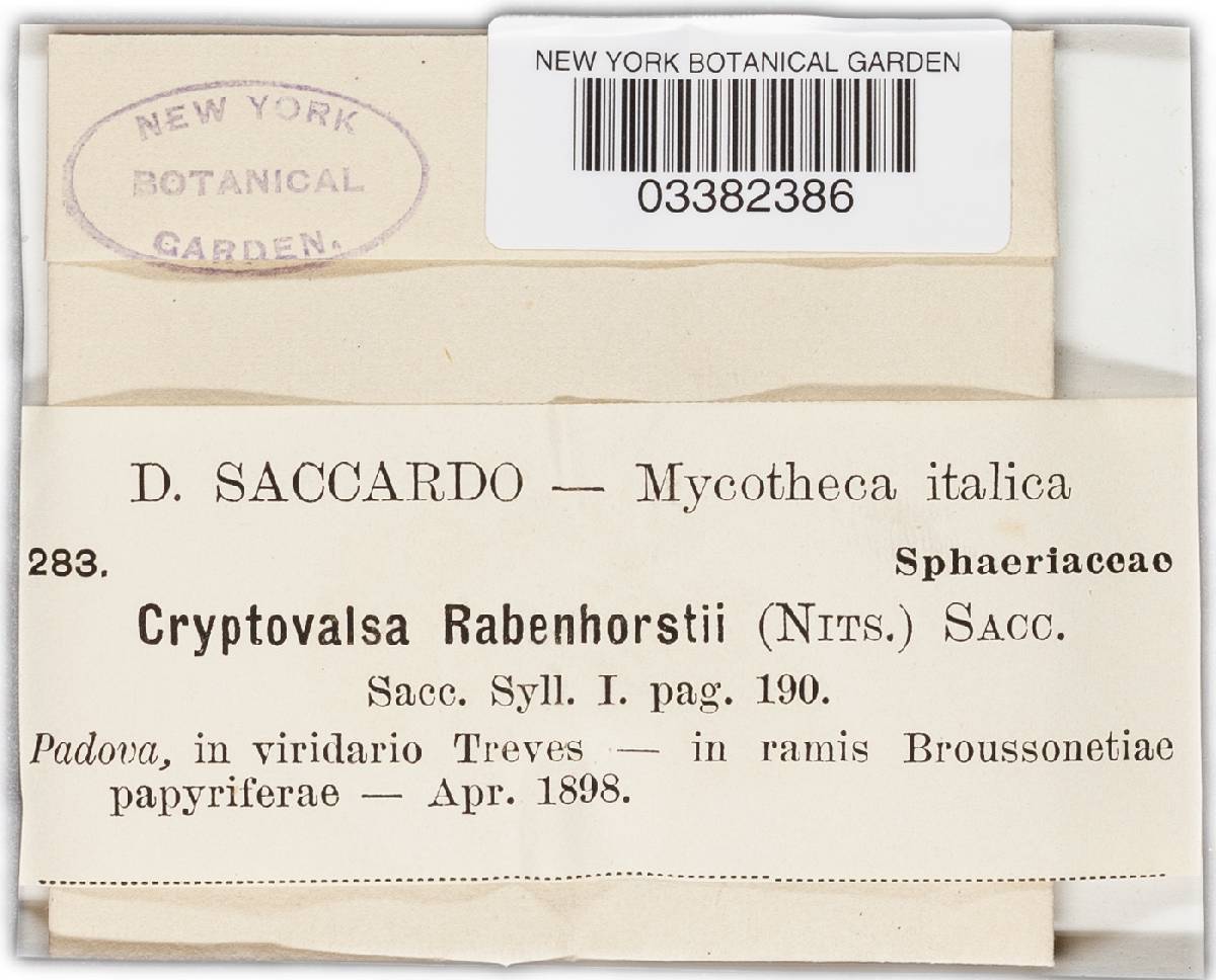 Cryptovalsa rabenhorstii image