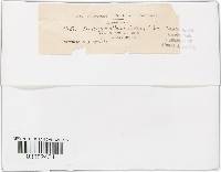 Diatrype albopruinosa image