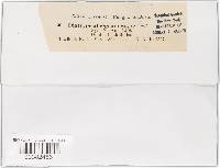 Diatrype albopruinosa image