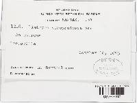 Diatrype albopruinosa image