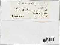 Diatrype albopruinosa image