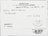 Diatrype albopruinosa image