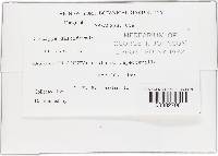 Diatrype disciformis image