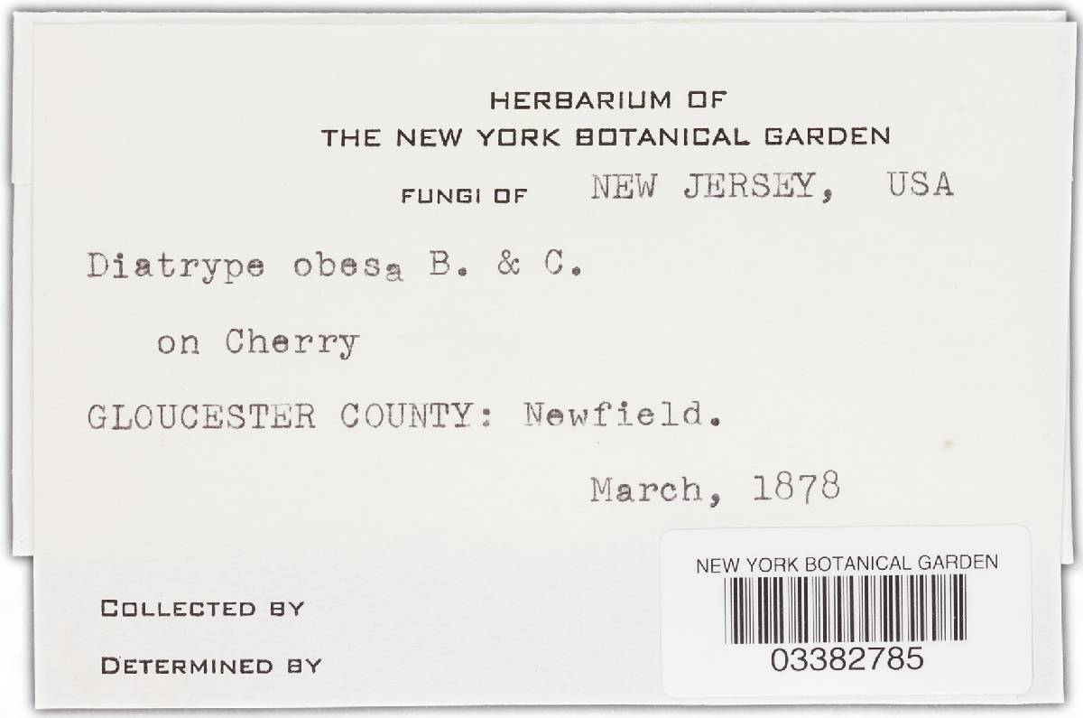 Diatrype obesa image