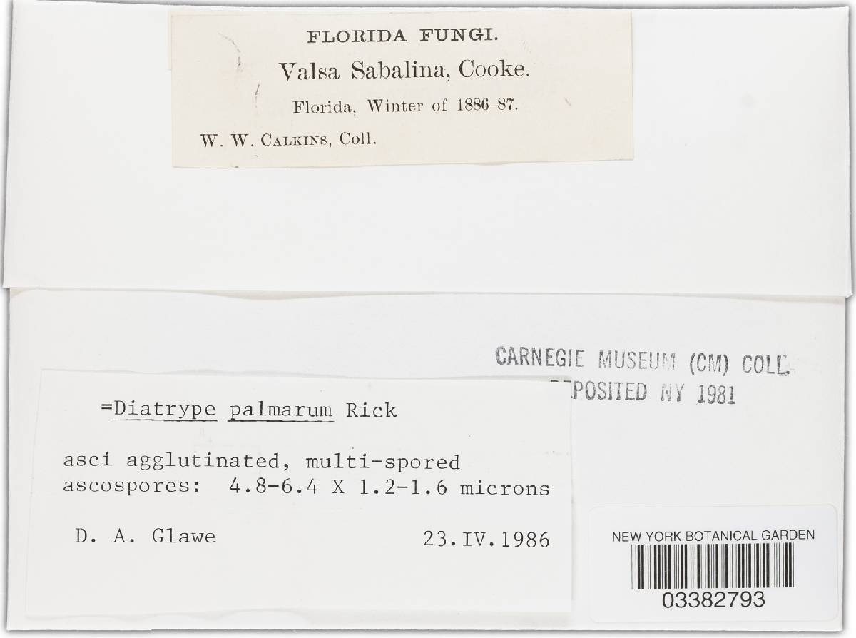 Diatrype palmarum image