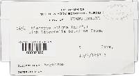 Diatrype stigma image