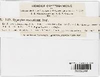 Diatrype stigma image