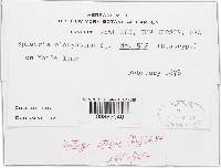 Diatrype stigma image