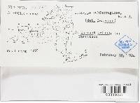 Diatrype subferruginea image