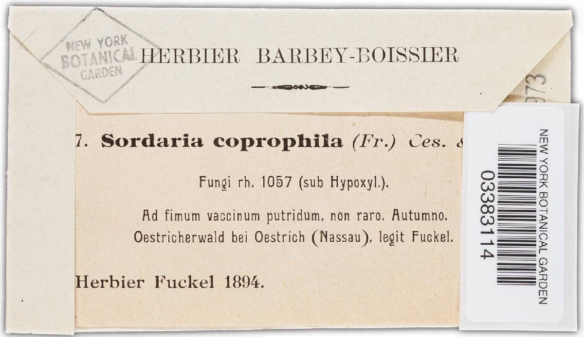 Cercophora coprophila image