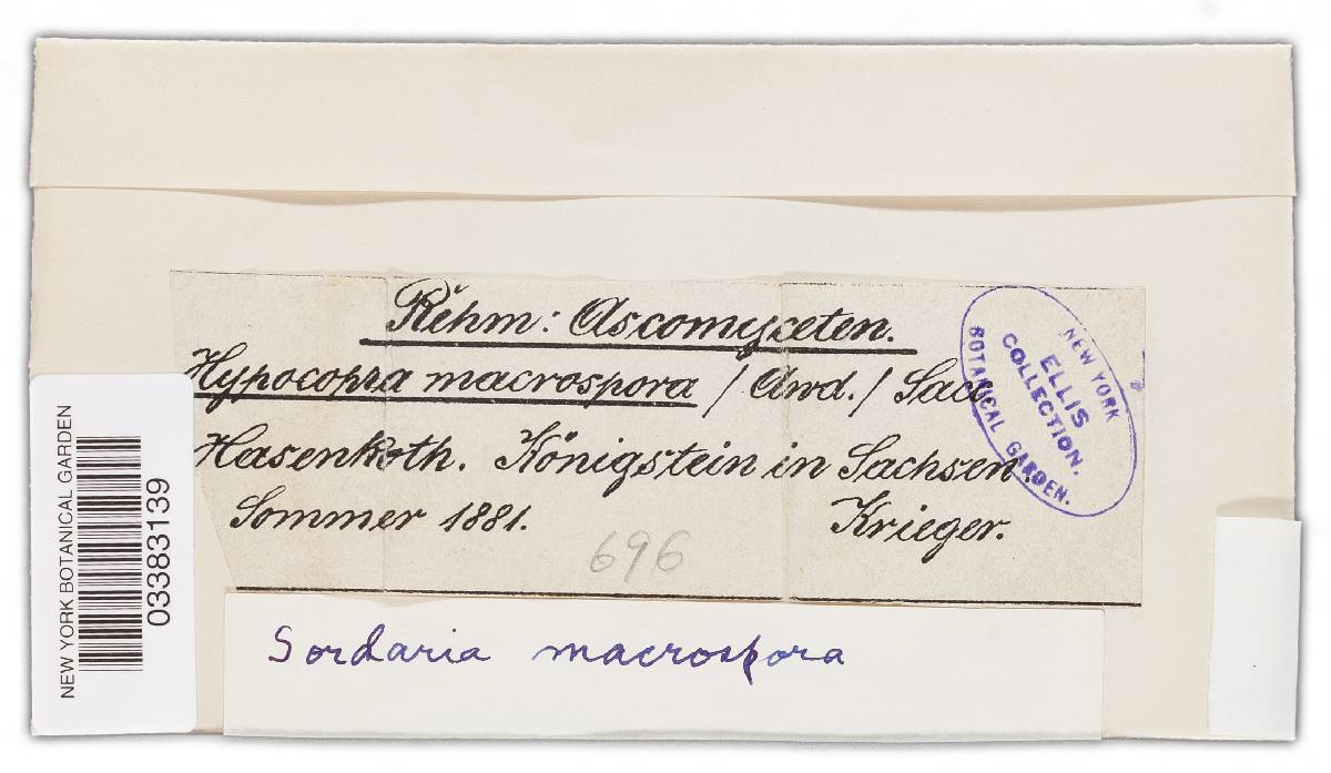 Sordaria macrospora image