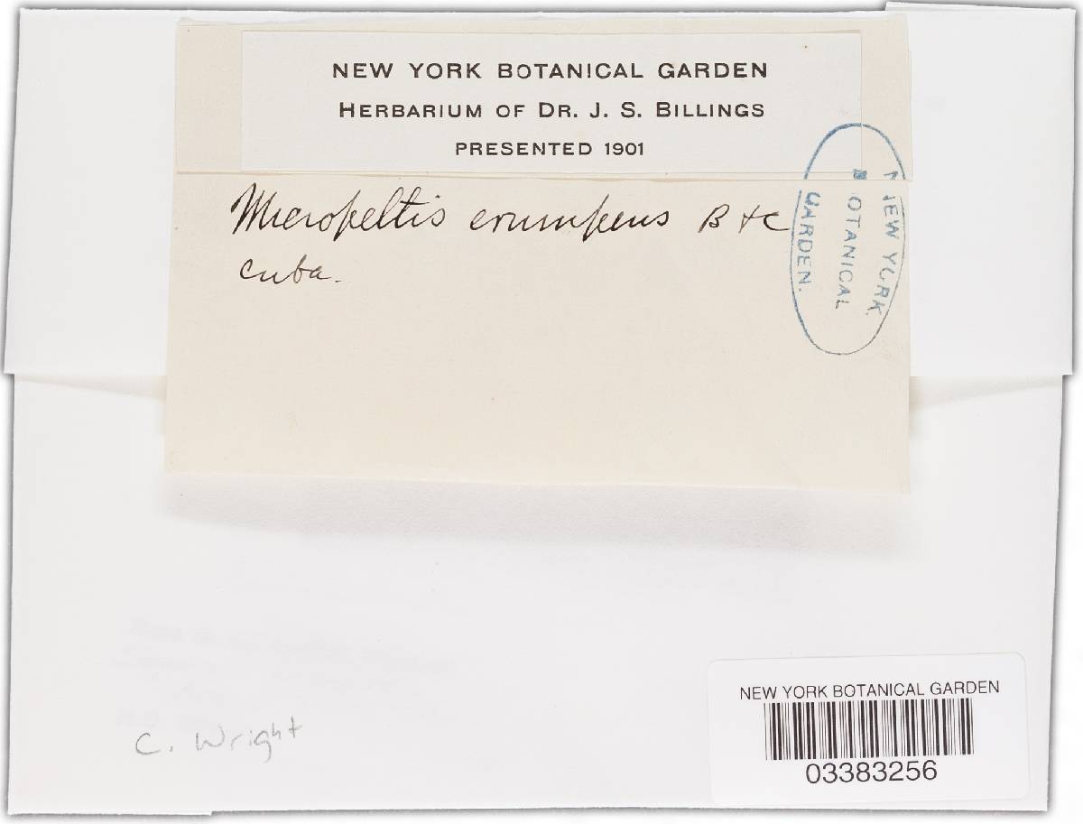 Astrosphaeriella erumpens image