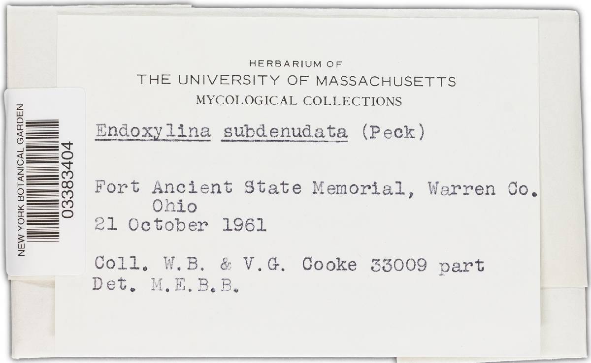 Wegelina subdenudata image