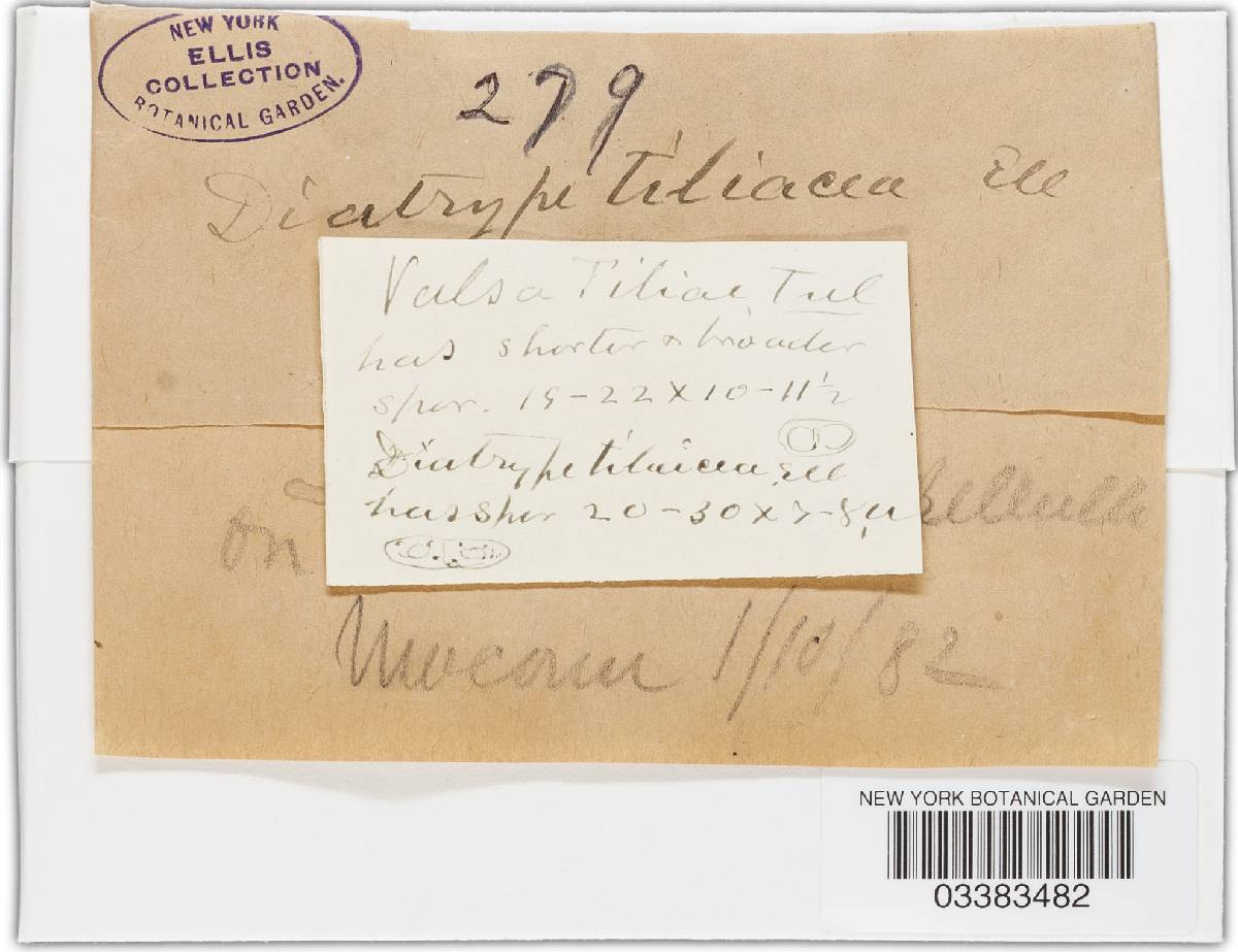Cryptodiaporthe tiliacea image