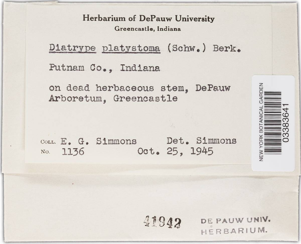 Graphostroma platystoma image