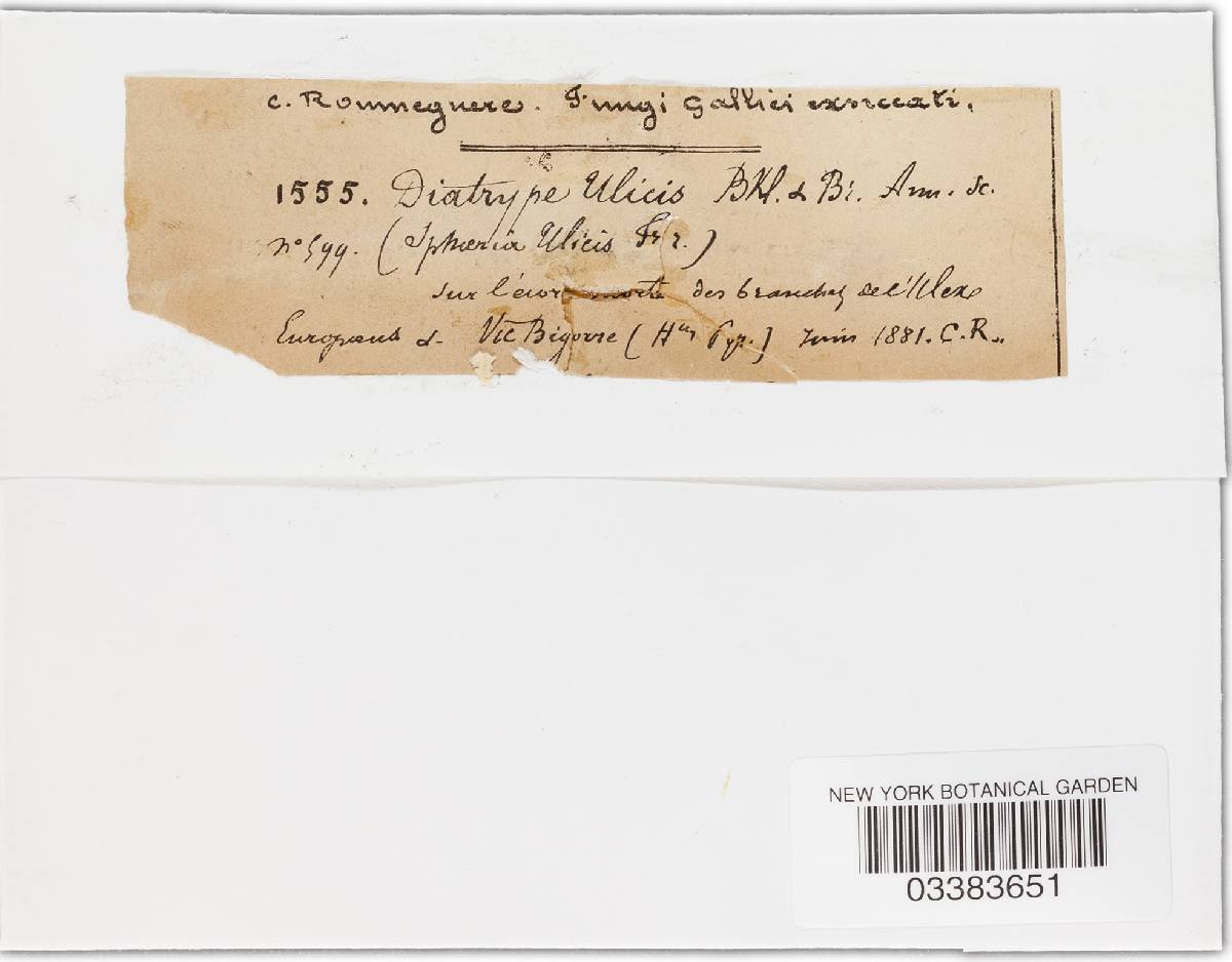 Eutypa ulicis image