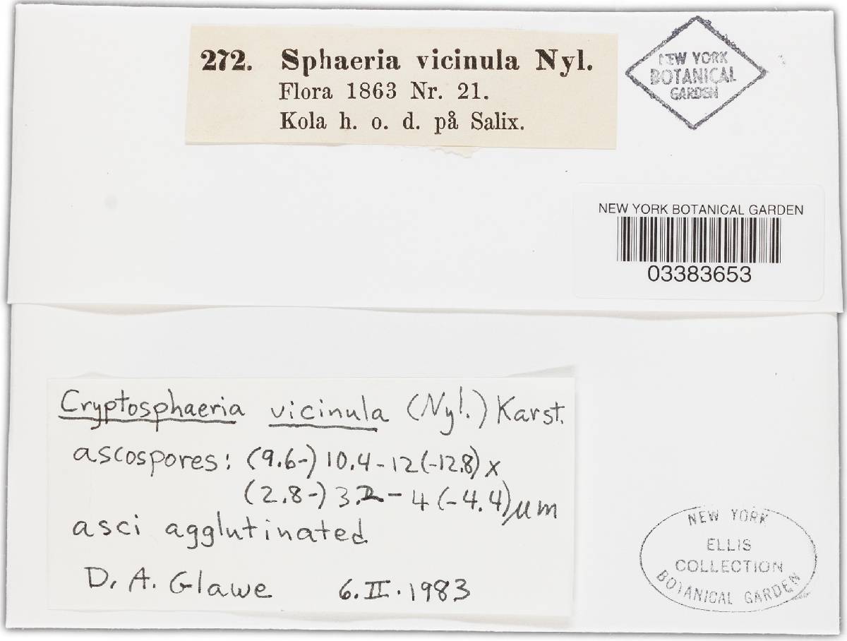 Eutypa vicinula image