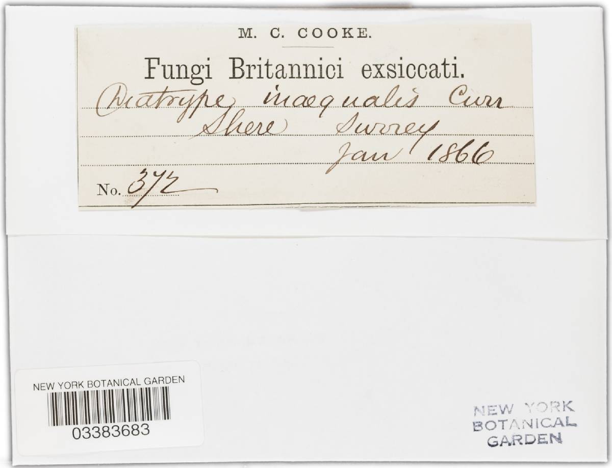 Diaporthe inaequalis image
