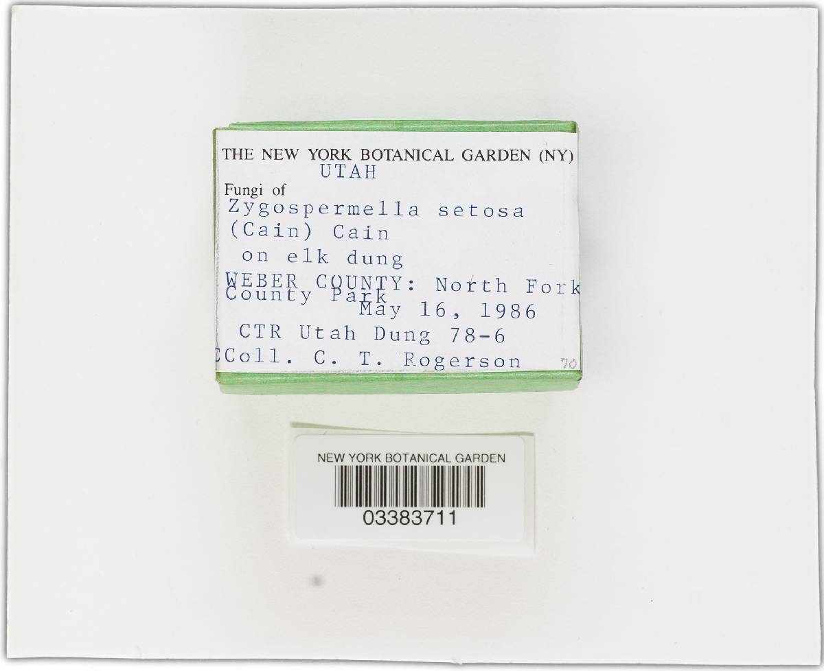 Zygospermella insignis image