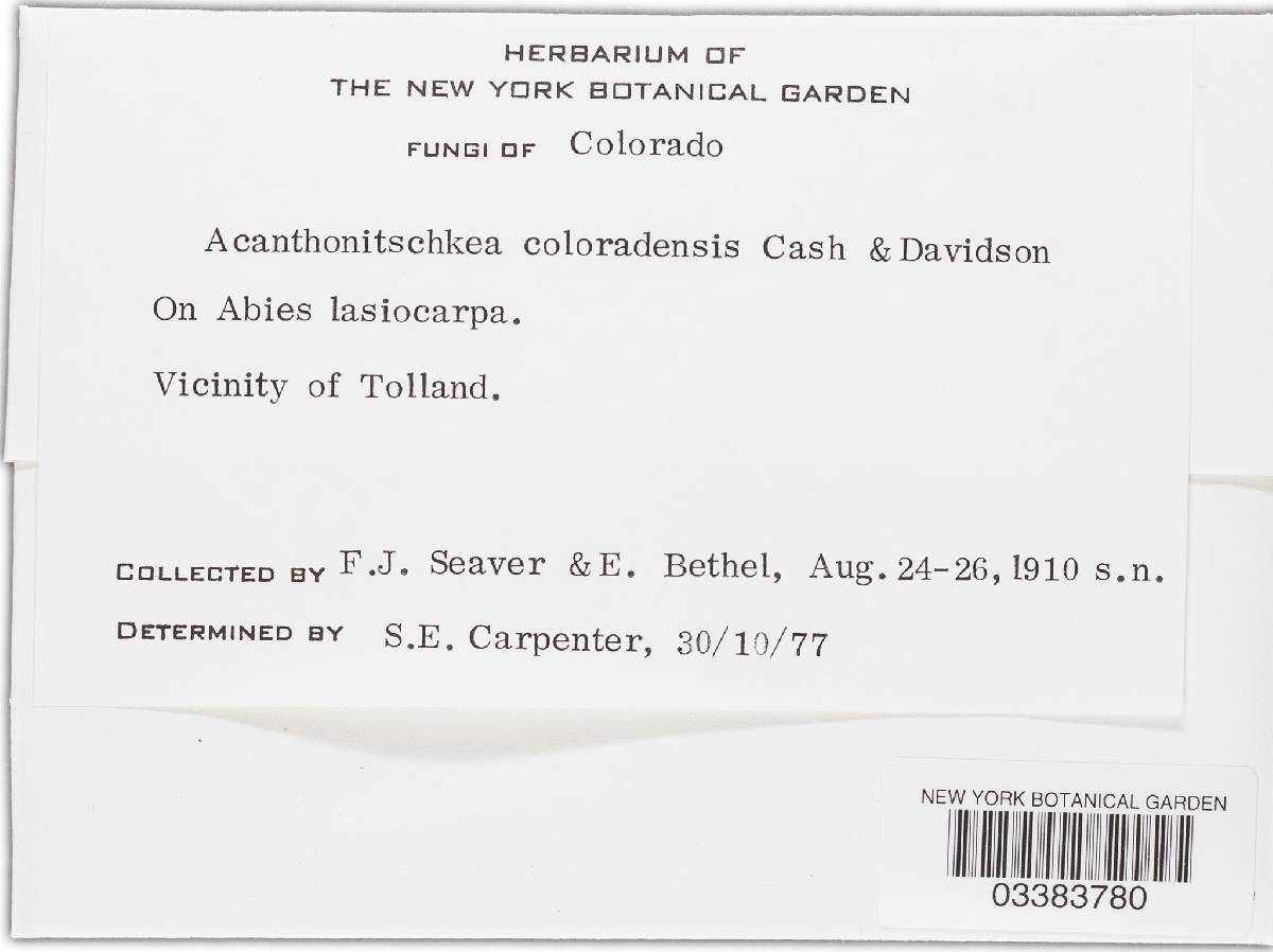 Acanthonitschkea coloradensis image