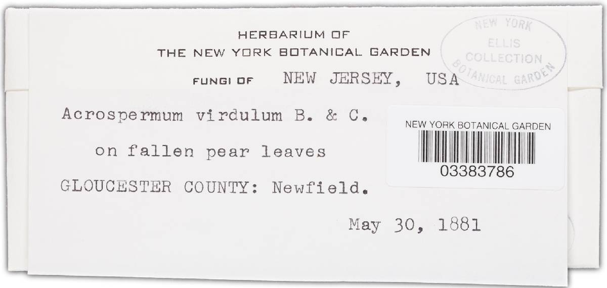 Cyanodermella viridula image