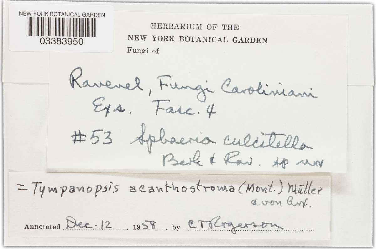 Niessliaceae image