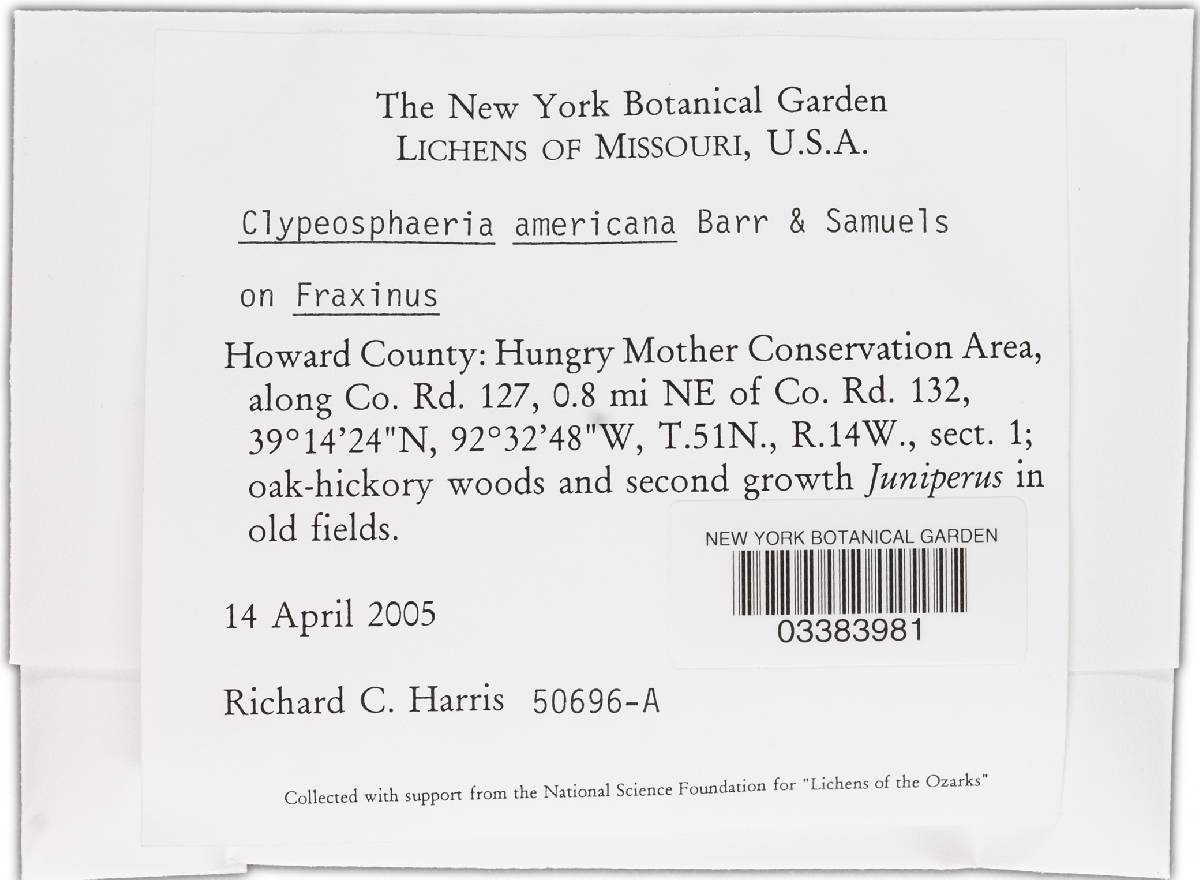 Clypeosphaeria americana image