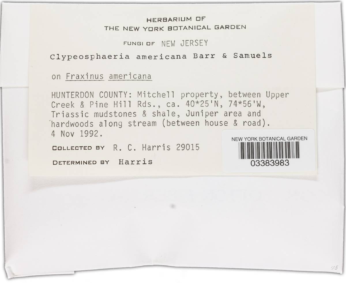 Clypeosphaeria americana image