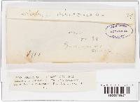 Diatrype virescens image