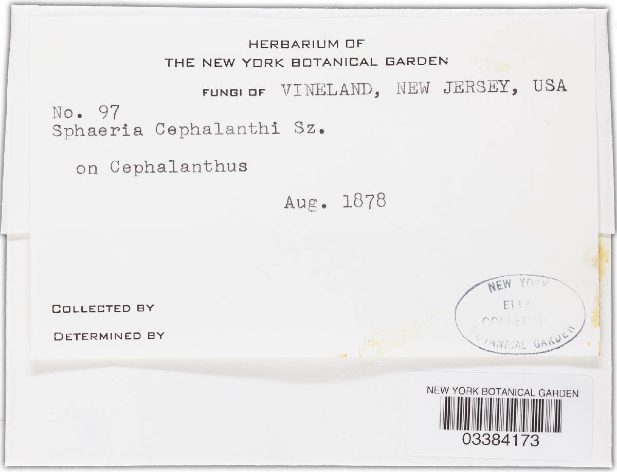 Diatrypella cephalanthi image