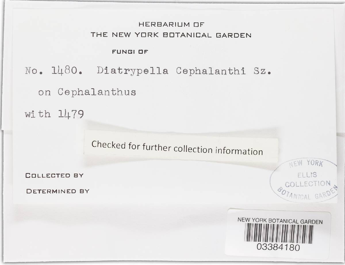 Diatrypella cephalanthi image