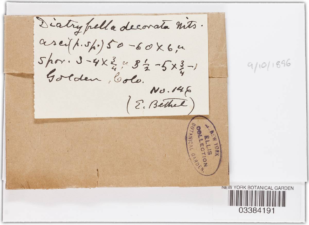 Diatrypella decorata image