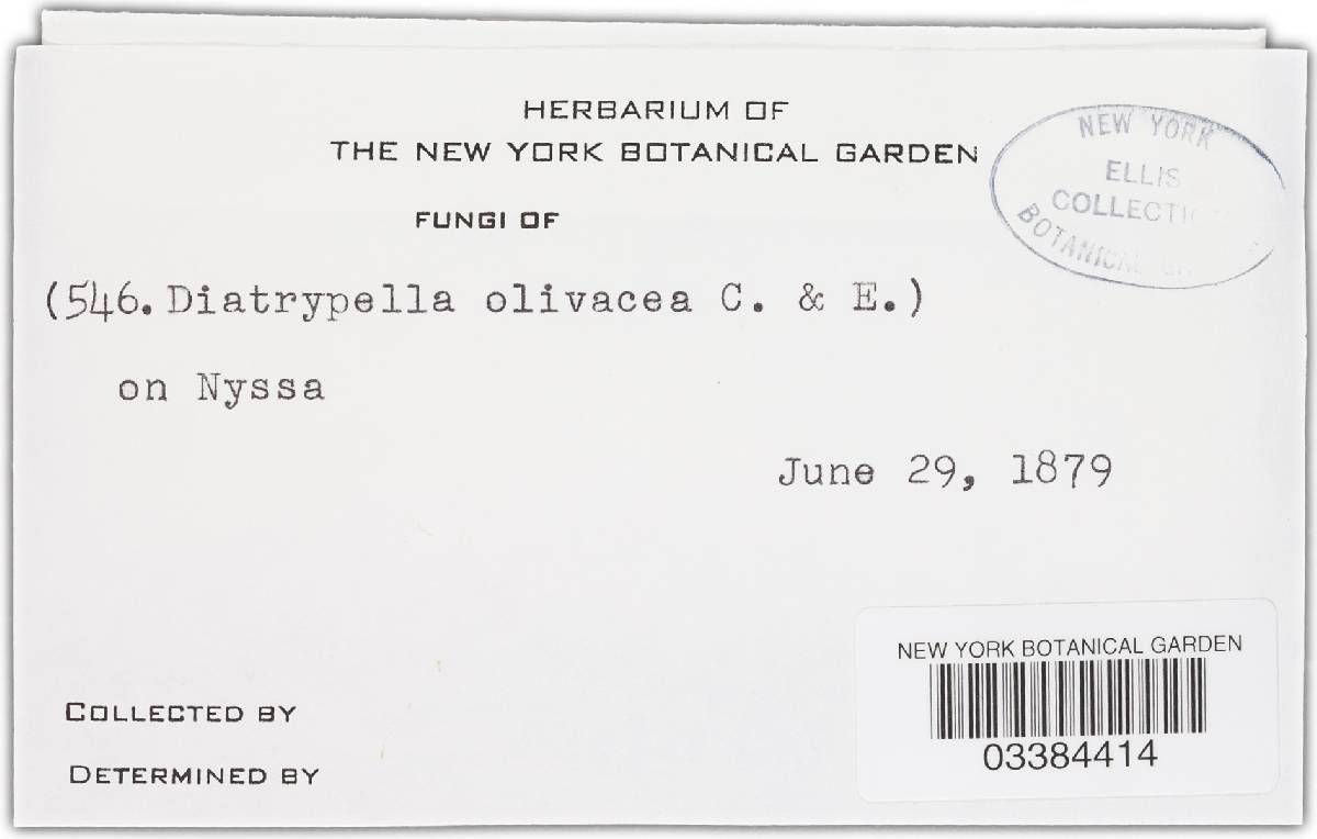 Diatrypella olivacea image