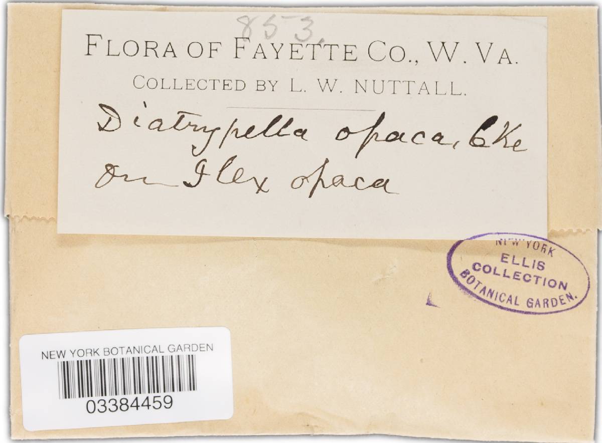 Cryptovalsa opaca image