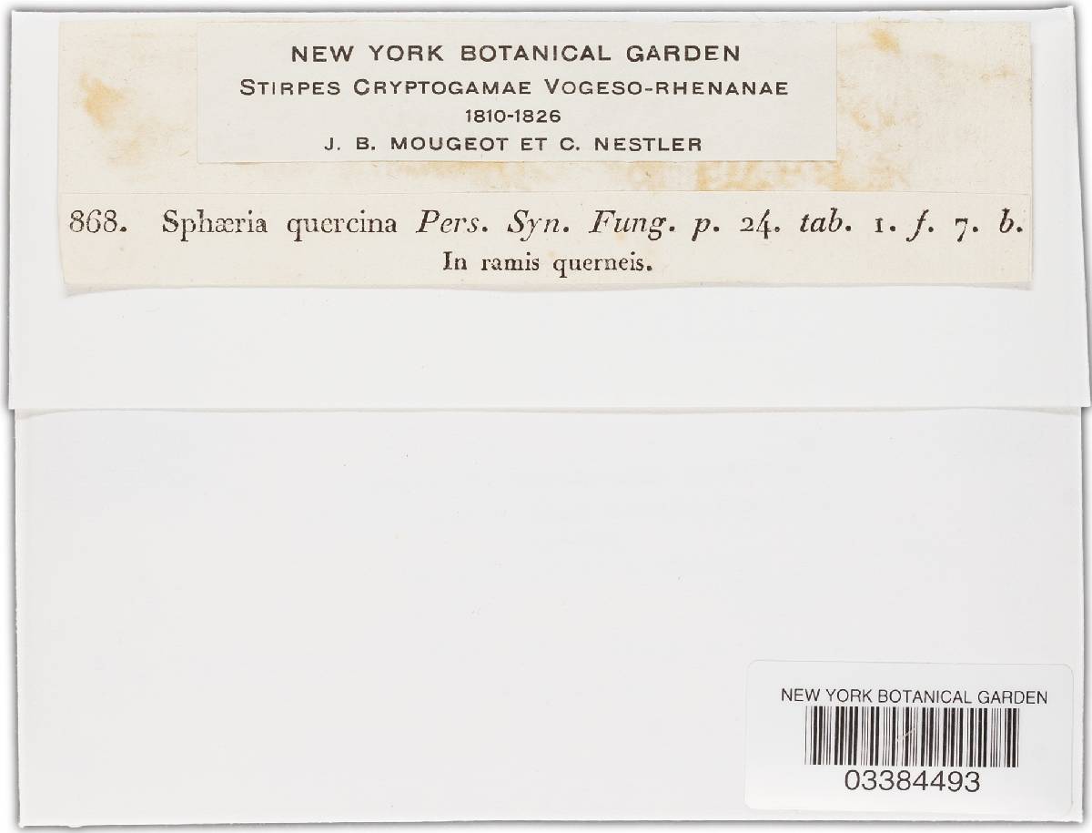 Diatrypella quercina image