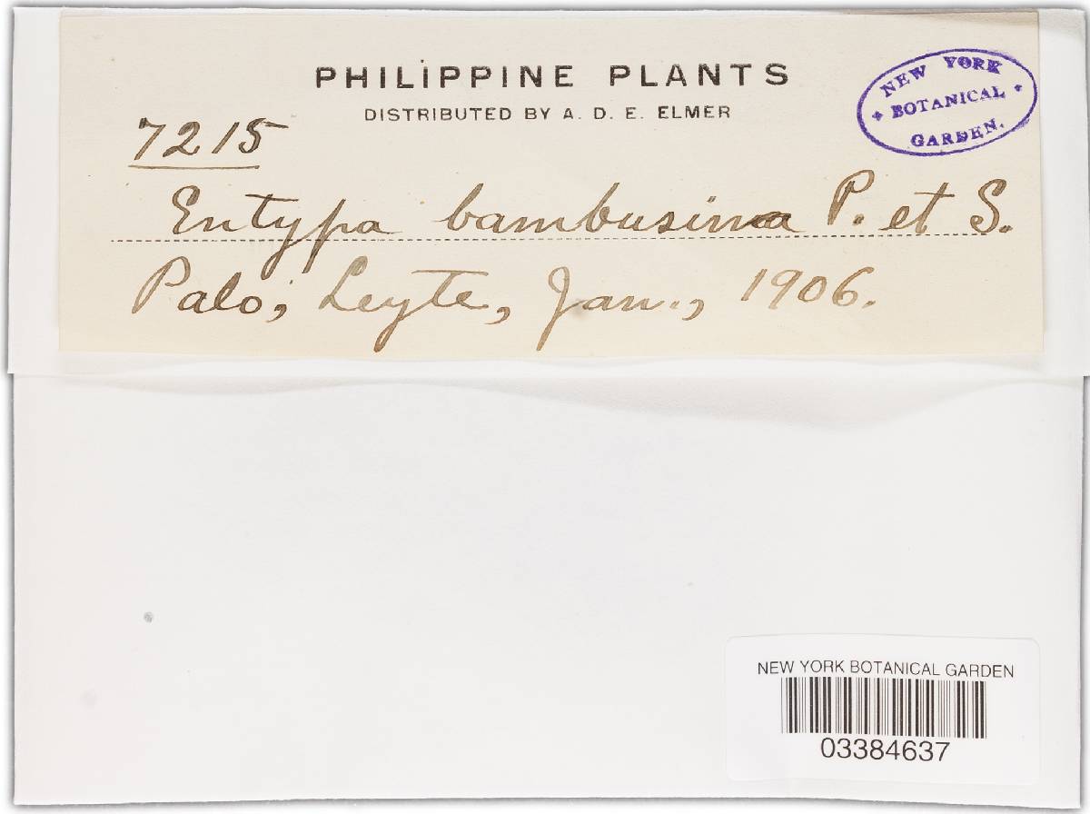 Eutypa bambusina image