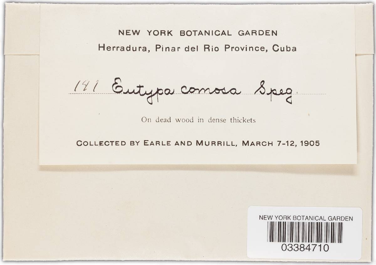 Peroneutypa comosa image
