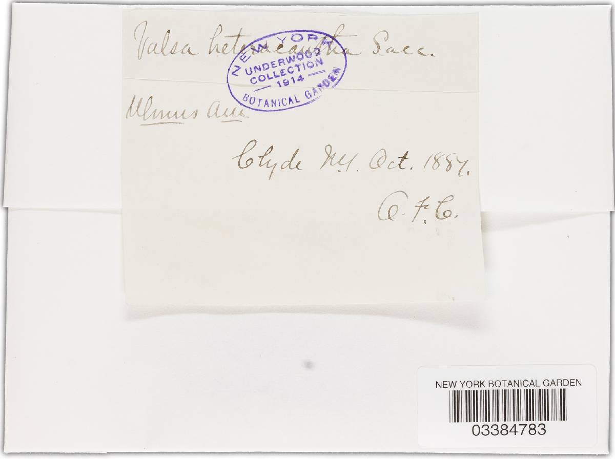 Peroneutypa image
