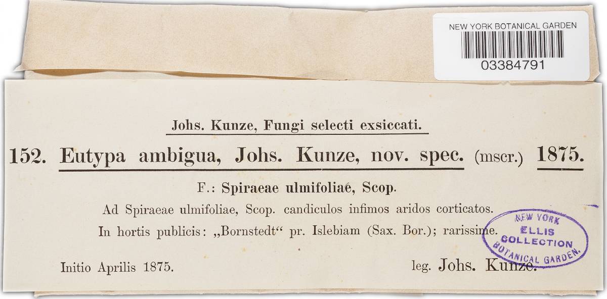 Eutypa lata image