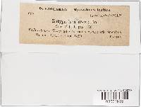 Eutypa lata image