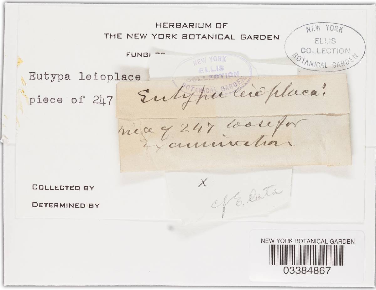 Eutypa leioplaca image