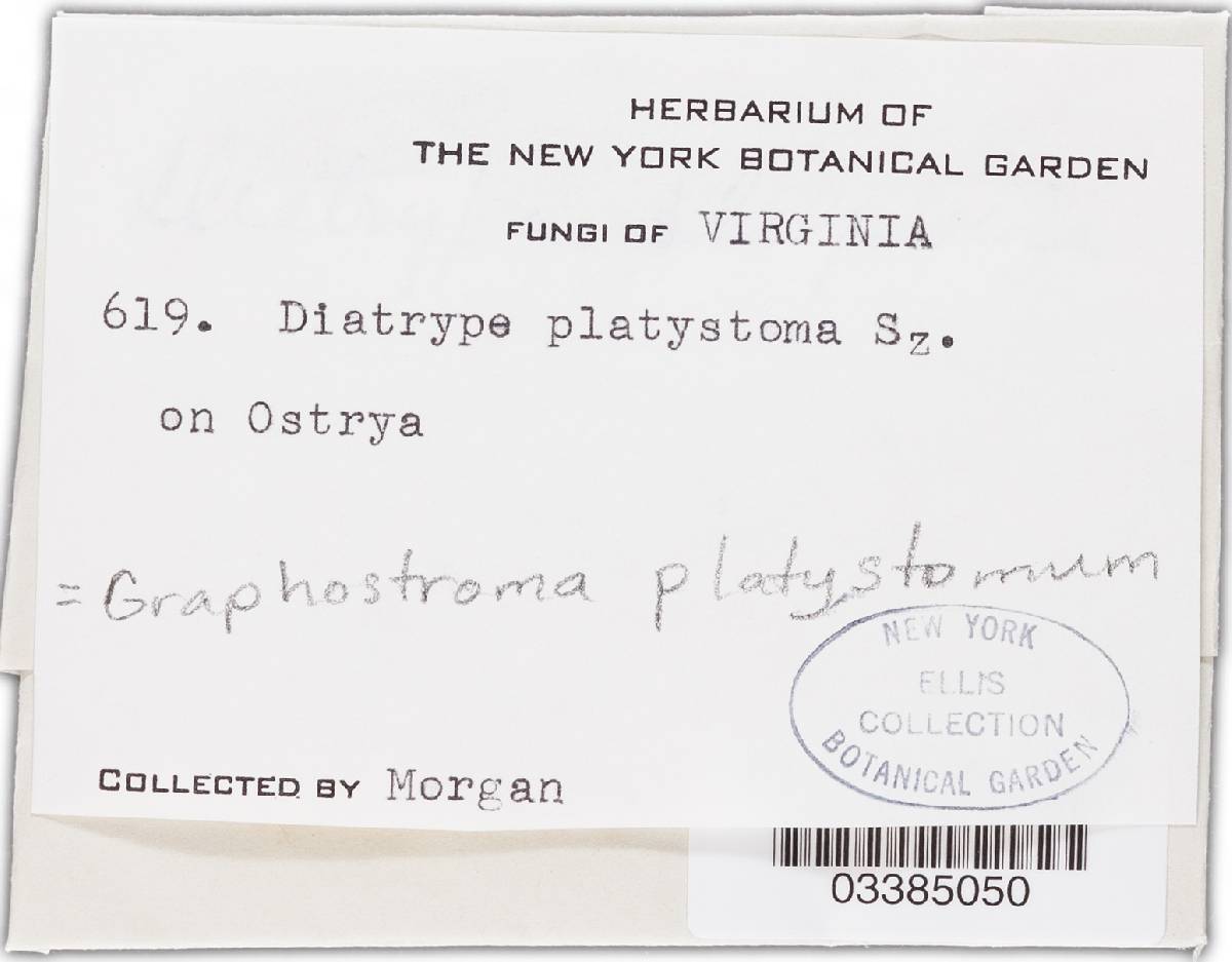 Graphostroma platystoma image
